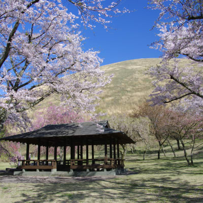 Parque de Sakura no Sato