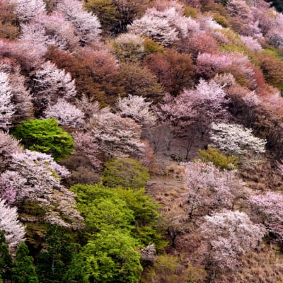 Kirschblüte in Yoshino