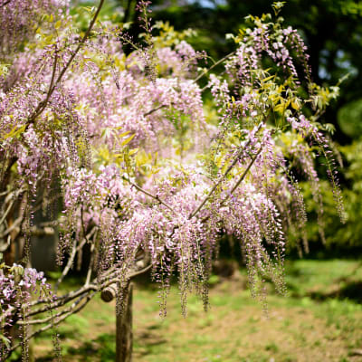 Kasuga Taisha Shrine Wisteria