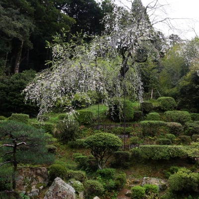 Jardin du temple Ikoji