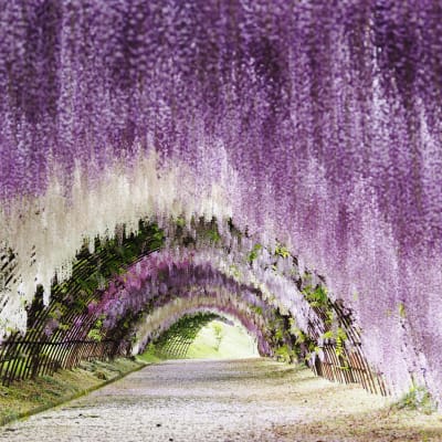 Jardín de glicinias Kawachi Fujien