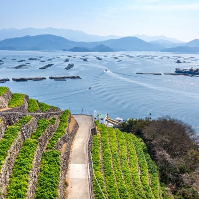 Campos escalonados de Yuzumizugaura