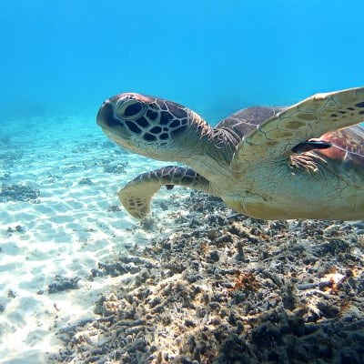 Île de Tokashiki (Tokashikijima)