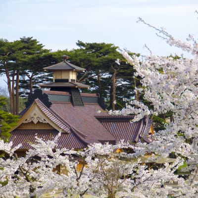 Cerezos en flor del Parque Goryokaku