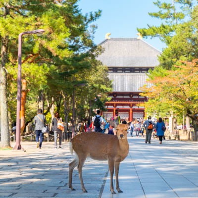 Nara Park