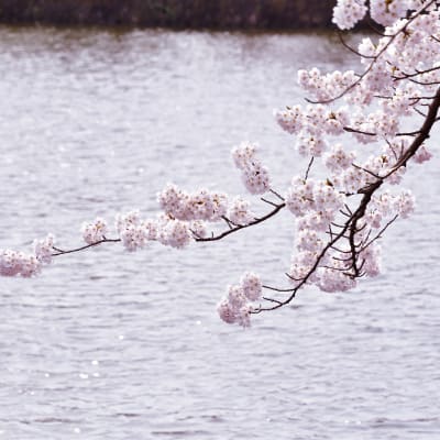 Festival de cerezos de Yamagata