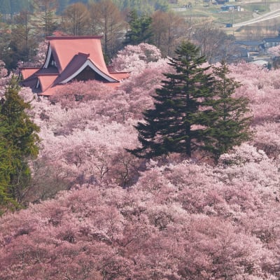 Festival de los Cerezos en Flor de Takato