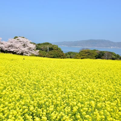Isla de Nokonoshima