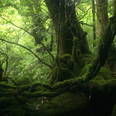 Parque nacional de Yakushima