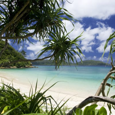 Île d'Iriomote (Iriomotejima)