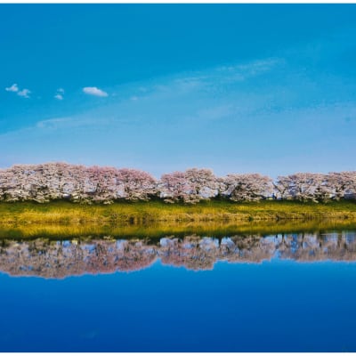 Hitome Senbonzakura Cherry Blossoms