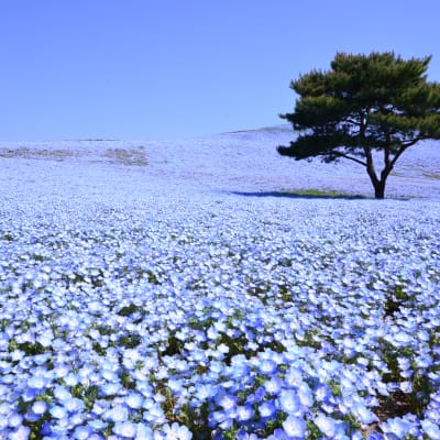 Nemophila & Kochia at Hitachi Seaside Park