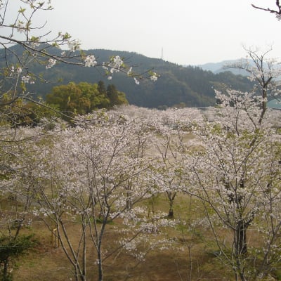 Chikkoen Park Cherry Blossoms