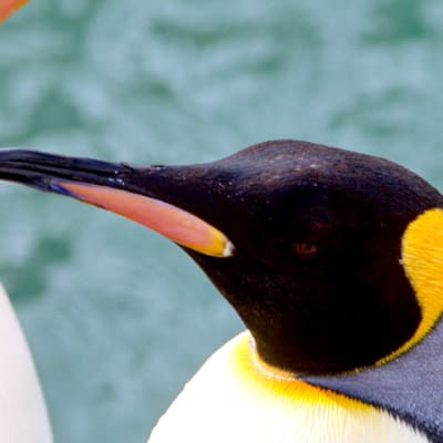 Fauna y festivales de invierno de Hokkaido