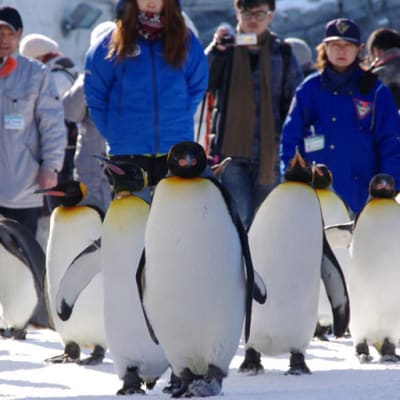 La faune et les festivals d'hiver de Hokkaido