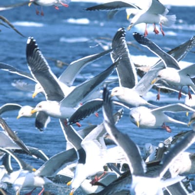 Une nature sauvage : la péninsule de Shiretoko