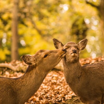 日本蜜月旅行的季節指南