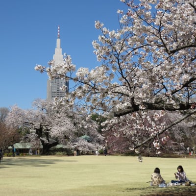 Shinjuku Gyoen Cherry Blossoms