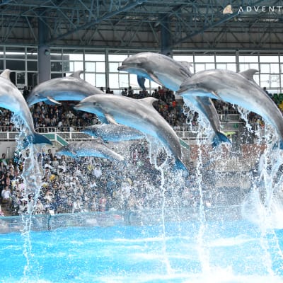 Parc à thème Wakayama Adventure World