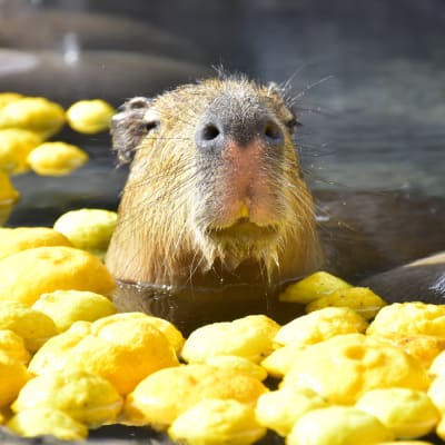 Zoológico de Izu Shaboten