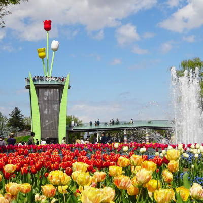 Tonami-Tulpenpark