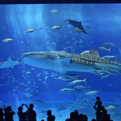 Churaumi-Aquarium Okinawa
