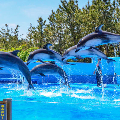 Niigata City Aquarium