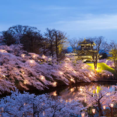 Takada Castle Park Cherry Blossom Festival