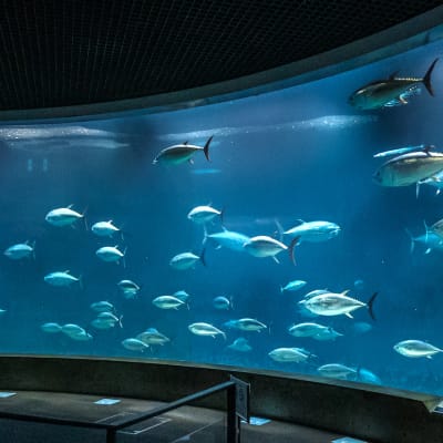 Tokyo Sea Life Park