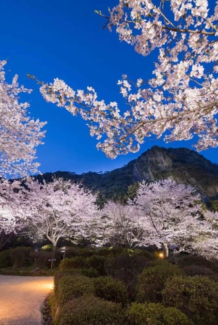 cherry blossoms japan mifuneyama rakuen saga
