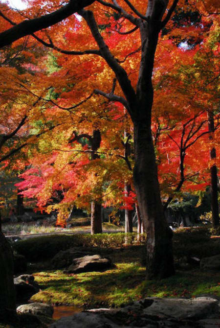 kyoto autumn foliage
