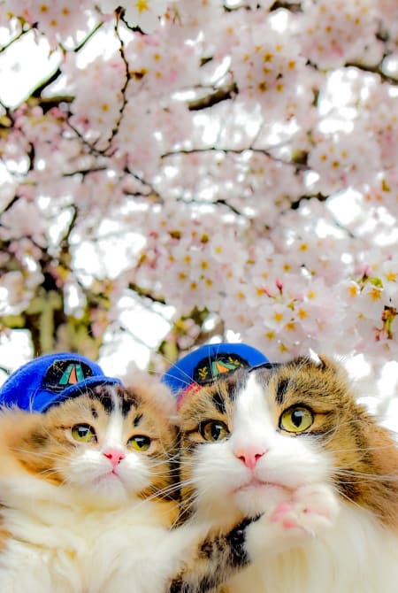 Feline station masters