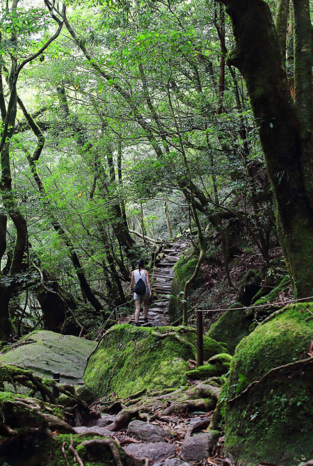 itinéraire pour un voyage au Japon en pleine nature à Yakushima