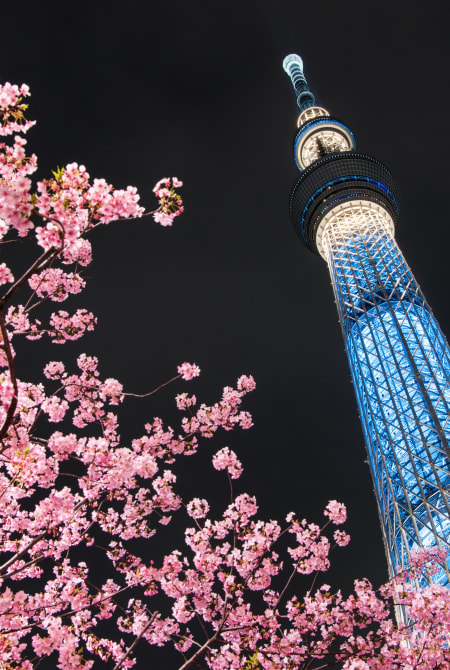 Seasonal Highlights tokyo sky tree