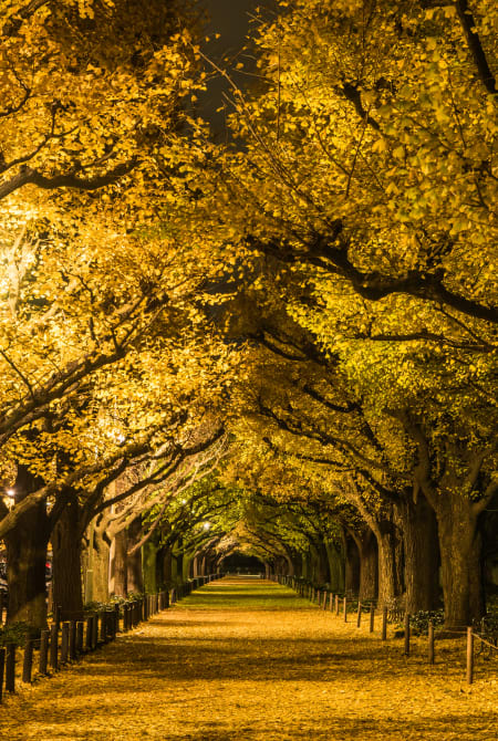 Seasonal Highlights icho namiki ginkgo avenue