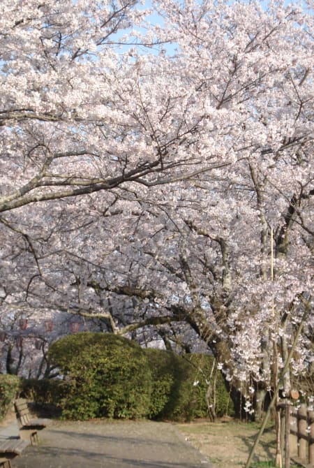 Seibu Park-cherry blossom
