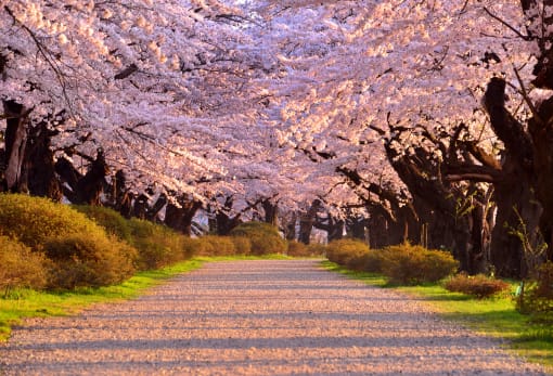 Kitakami Tenshochi Sakura Festival