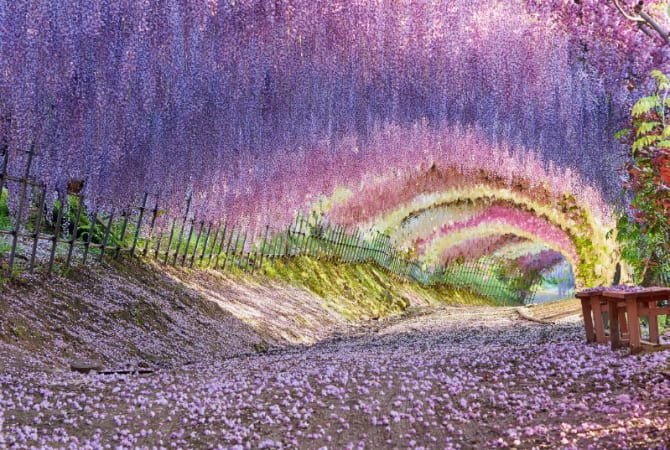 Wisteria at Kawachi Wisteria Garden, Kitakyushu, Fukuoka