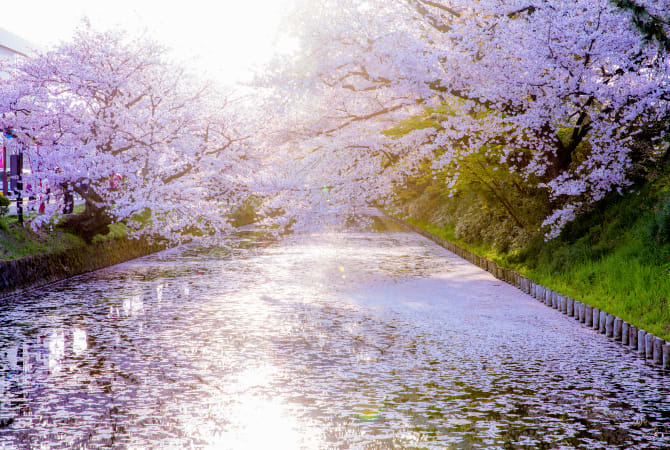 Hirosaki Park Cherry Blossom-SPR