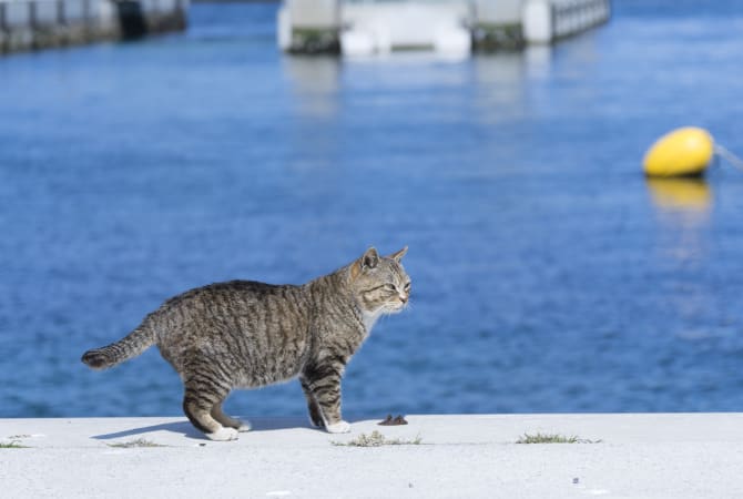 Tashiro cat Island