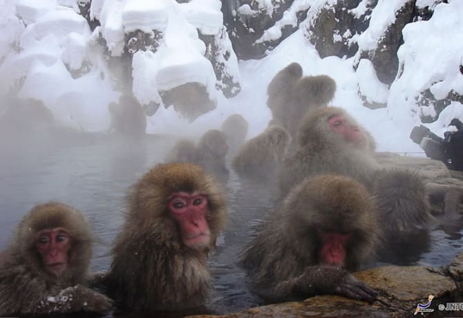 Macacos Japoneses Y Aguas Termales En Nagano Visita Japon Jnto