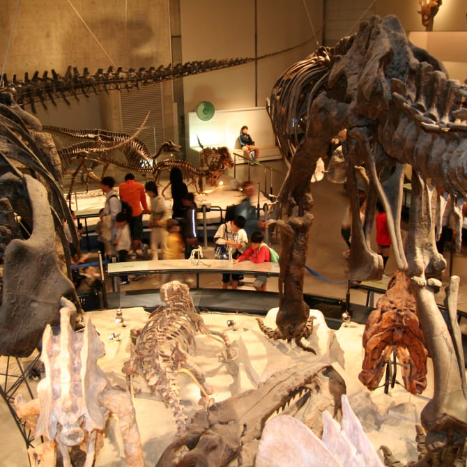 National Museum of Nature and Science