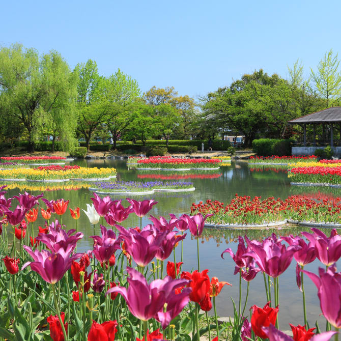 Tonami Tulip Park