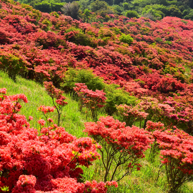 Mt. Katsuragi Azalea