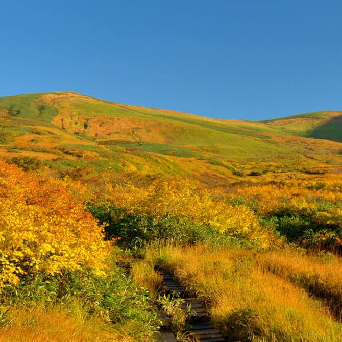 Culture and Friendship in Tohoku