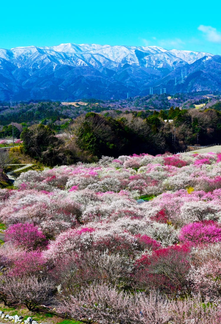 Sakura and Beyond: Famous Japanese Flowers to Check Out in 2024| JAPAN  Monthly Web Magazine | JNTO