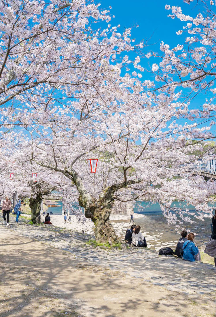 Hoa anh đào tiếng Nhật là gì? Khám phá vẻ đẹp và ý nghĩa sâu sắc của Sakura