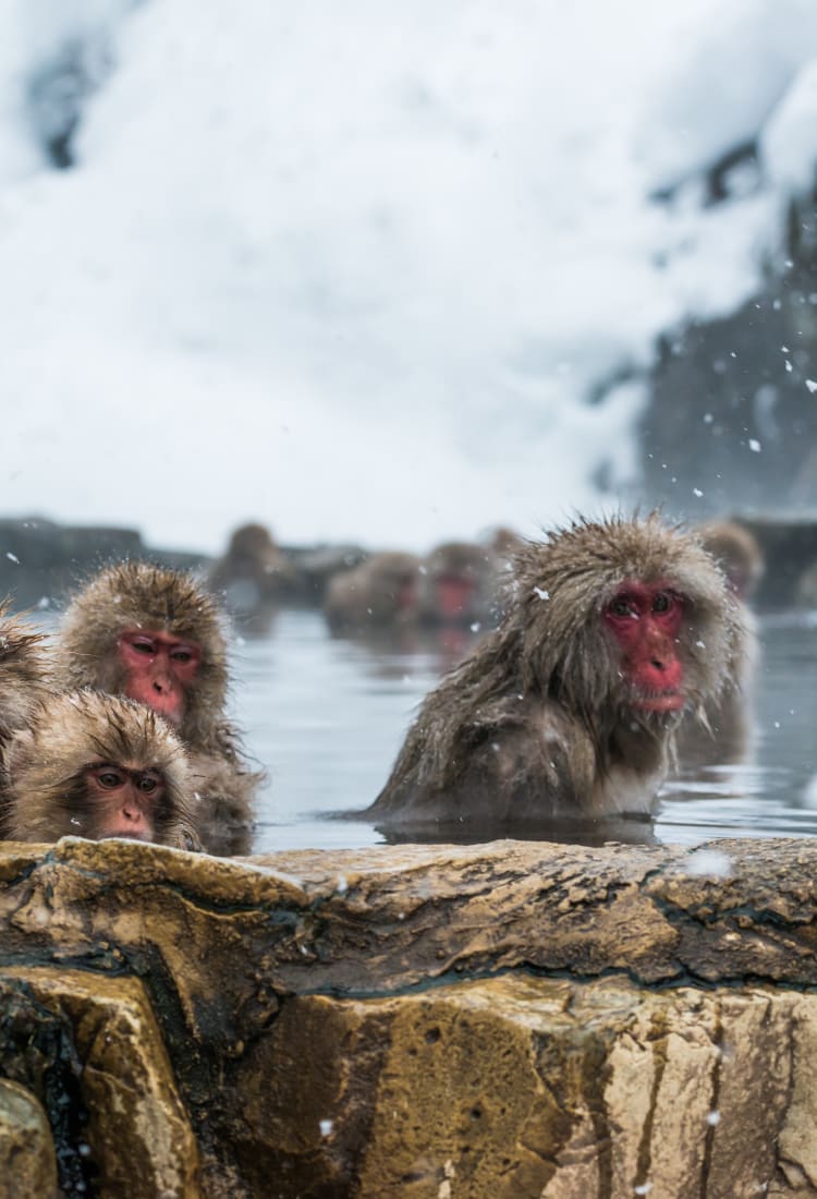 jigokudani yaen-koen