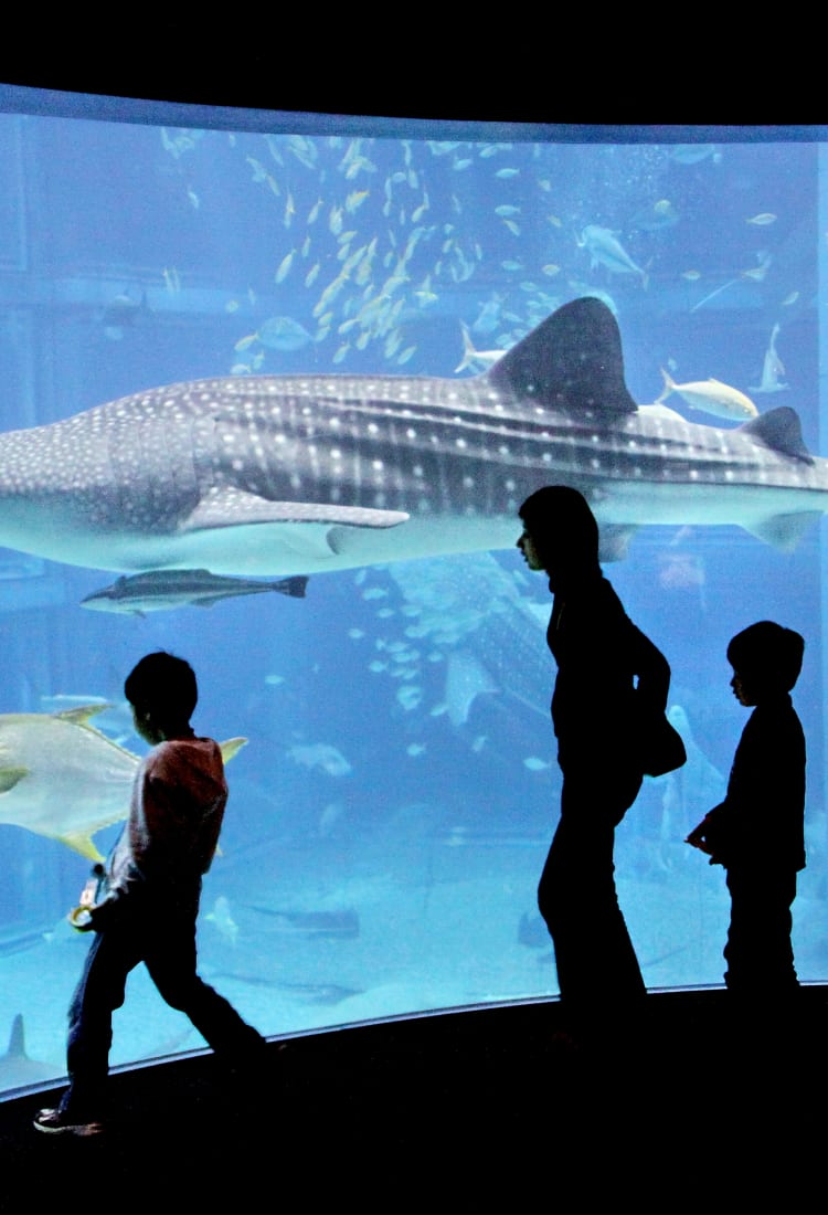 Osaka Aquarium Kaiyukan