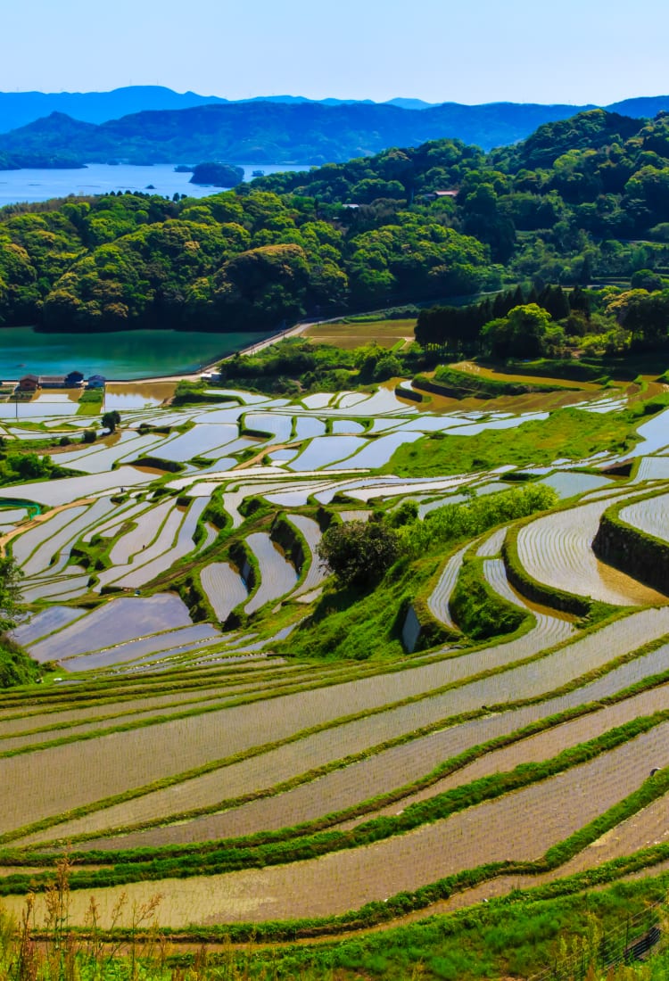 Terraced Rice Fields at Oura